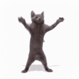 the cat is dancing