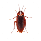 Roaches