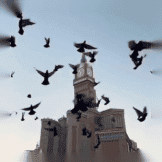 Clock Tower Dove
