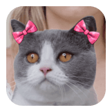 Pet Cat Bow Filter