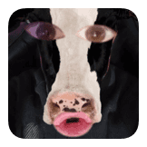 Talking Cow