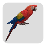 macaw parrot on head