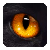 Cat Eye Contacts