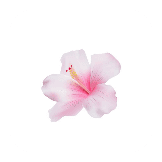 summer flower