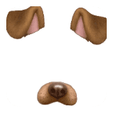 dog filter