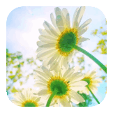 white Flower 42K