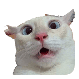 CAT SELFIE