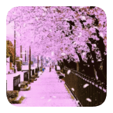 Flower Cherry by Leonardo