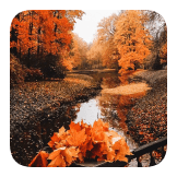 Maple