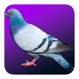 Pigeon Body