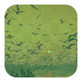 Birds screen Viral