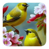 Love Birds foryou