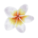 Frangipani