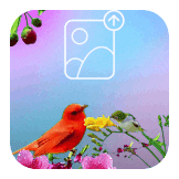Birds Photo