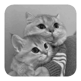really black and white