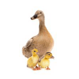 Mama Duck