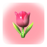 Tulip Freeze