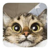Big eyed cat