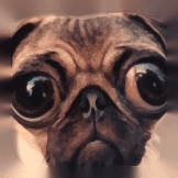 BigEyesDog