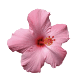 Hibiscus flowers