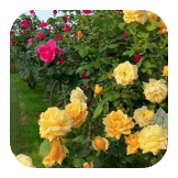 Beautiful Flowers 2k24