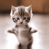 Cut Cat Dance