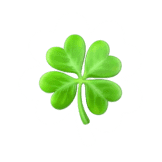 Hiding Clover
