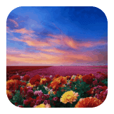 Beautiful Flower Fields