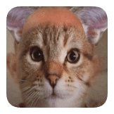 CAT FACE