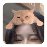 Relaxing Cat