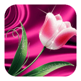 Tulip Frame by Tari