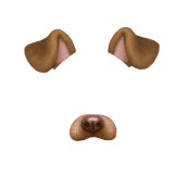 dog filter
